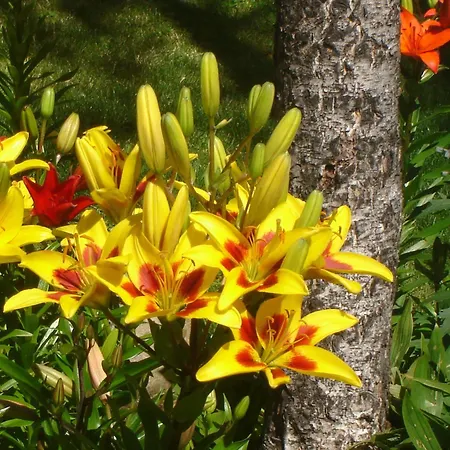 酒店 约兰达运动酒店